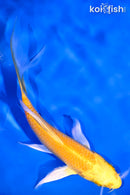 4.75" YAMABUKI OGON BUTTERFLY