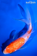 5.5" GINRIN KOHAKU BUTTERFLY