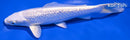 6.5" GINRIN PLATINUM OGON