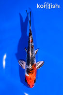 5.5" YAMATO NISHIKI
