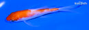 5.25" KOHAKU BUTTERFLY