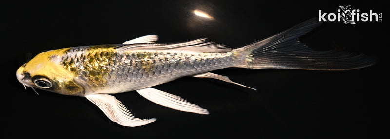 5.25" GINRIN KUJAKU BUTTERFLY