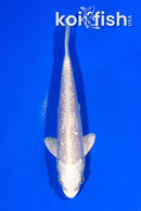 5.75" GINRIN PLATINUM OGON