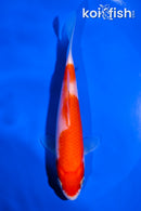5" KOHAKU
