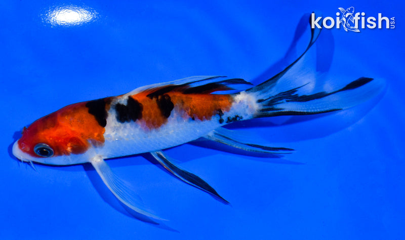 5.5" SANKE BUTTERFLY