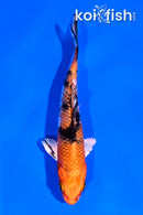 4" YAMATO NISHIKI