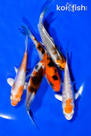 PACK OF (5) 3.75"- 4" STANDARD KOI