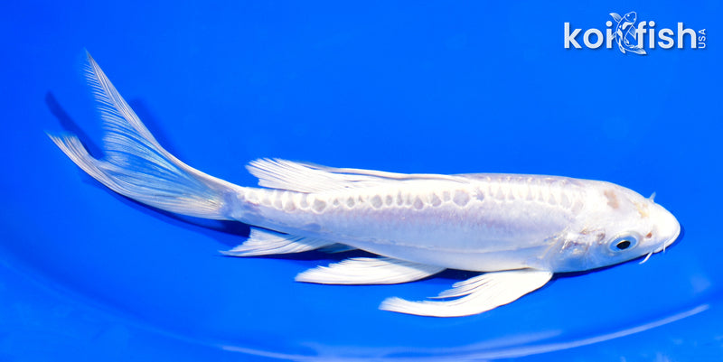 7.25" GINRIN ARAGOKE PLATINUM OGON BUTTERFLY