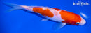 6.75" ARAGOKE KOHAKU