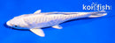 5.5" DOITSU PLATINUM OGON