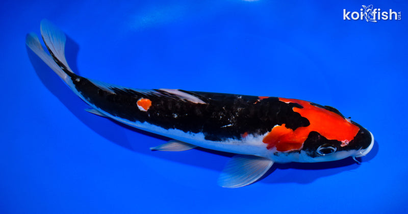 11.75" DOITSU GOSHIKI