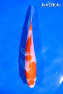 6" KOHAKU