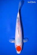 10.25" TANCHO SANKE