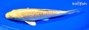 7.25" GINRIN YAMABUKI OGON