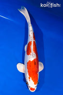 12.5" HEISEI NISHIKI