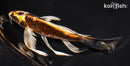 8" BENI KIKOKURYU BUTTERFLY