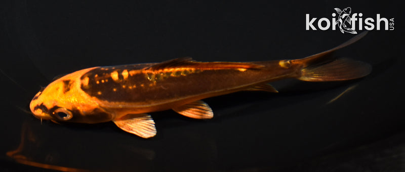 5.75" BENI KIKOKURYU