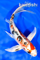 8" YAMATO NISHIKI BUTTERFLY