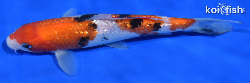 6.5" GINRIN SANKE
