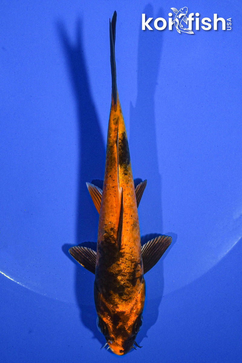 5.5" HI UTSURI
