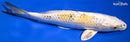 9.75" YAMATO NISHIKI