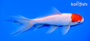 6" WAKIN GOLDFISH