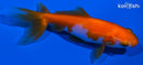 4.5" WAKIN GOLDFISH