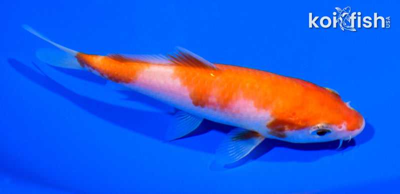 5.25" KOHAKU
