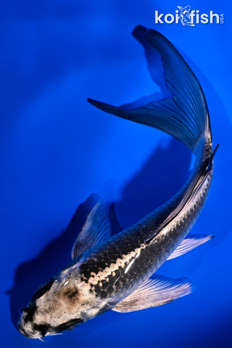 5.5" GINGA BUTTERFLY