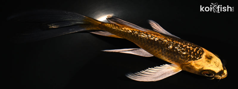 5.5" GINRIN ORENJI MATSUBA BUTTERFLY