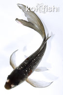 7" GINRIN OCHIBA SHIGURE BUTTERFLY