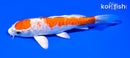 5.75" KIKUSUI