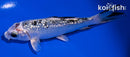 4.5" GINRIN GIN SHIRO BEKKO