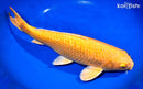 15.75" YAMABUKI OGON