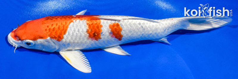 9" HARIWAKE