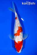 8.5" GINGIN SANDAN KOHAKU