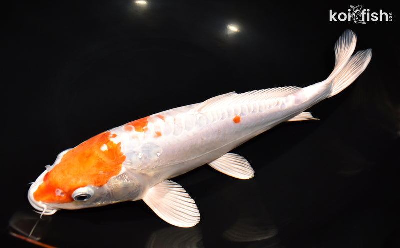 12" KIKUSUI