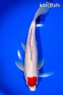 10.75" TANCHO KOHAKU