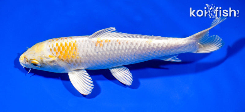 7.75" HARIWAKE