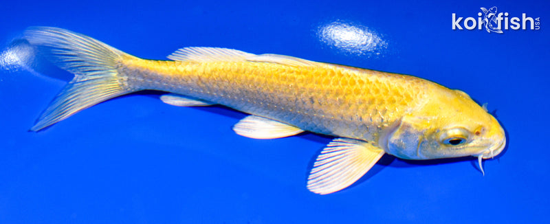 6.5" YAMABUKI OGON