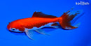 6.25" WATONAI GOLDFISH