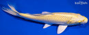 7.5" YAMABUKI OGON