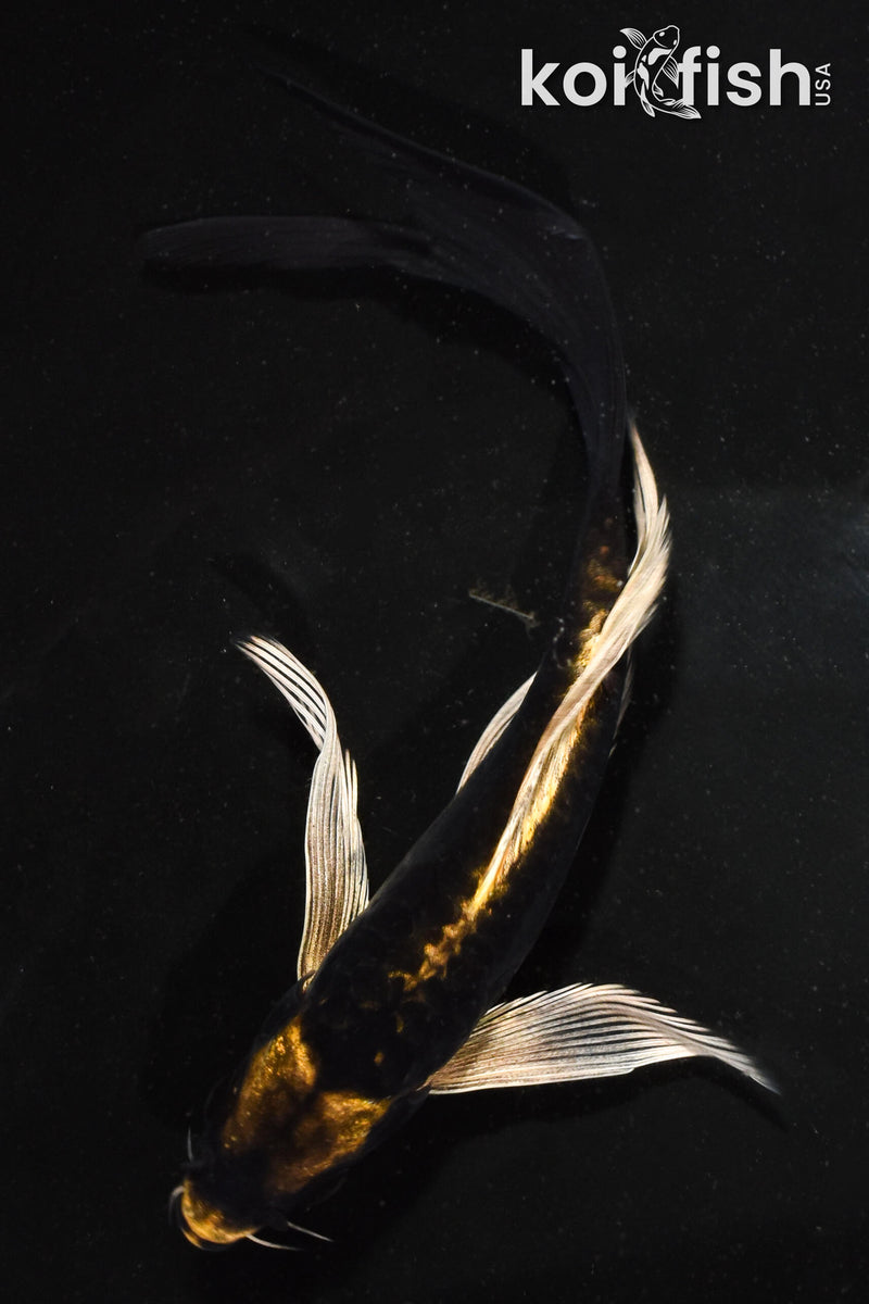 5.5" KABUTO BUTTERFLY