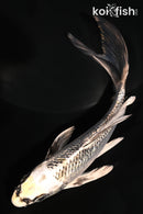 5.5" GINRIN KUJAKU BUTTERFLY