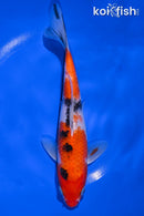 7.5" SANKE
