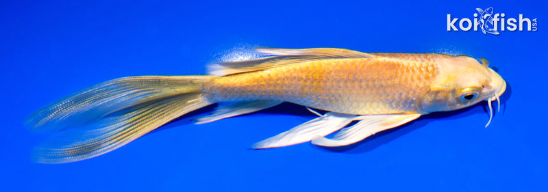 7.5" YAMABUKI OGON BUTTERFLY
