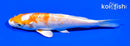 6" HARIWAKE