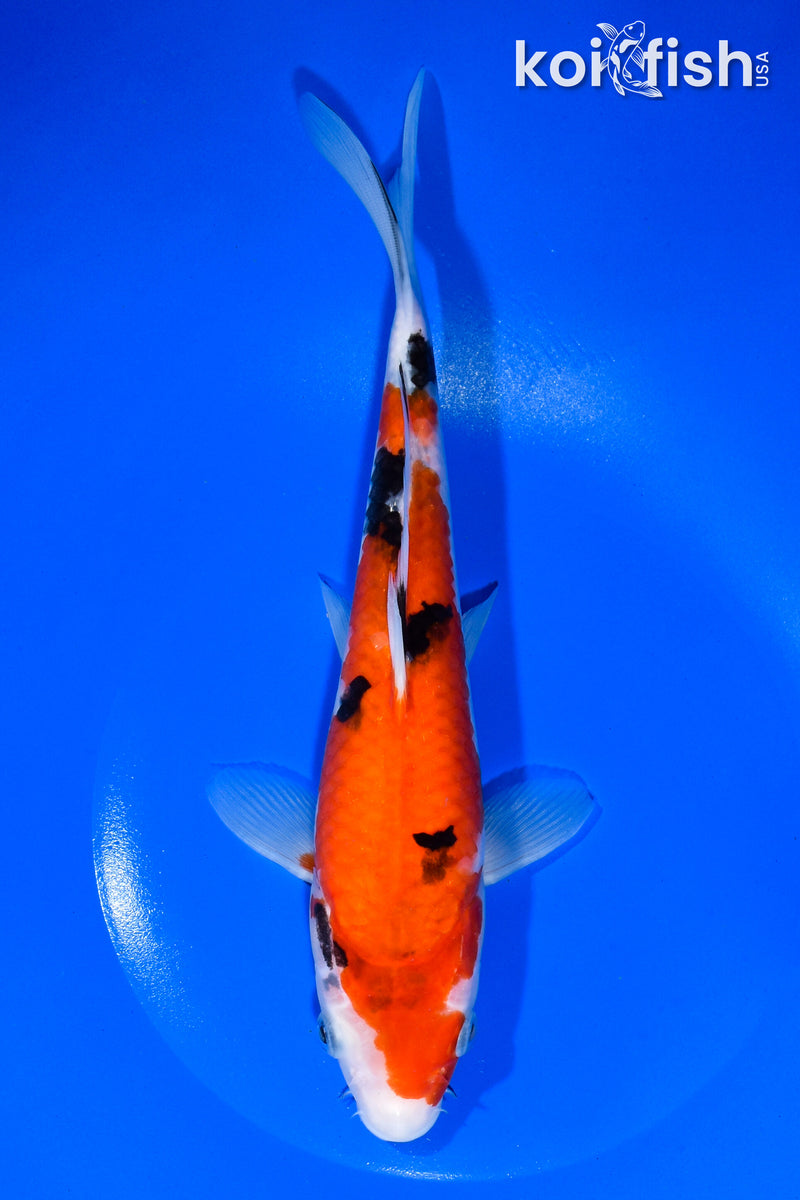 9.5" SANKE