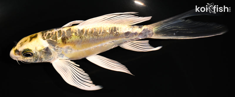 6" KIN KIKOKURYU BUTTERFLY