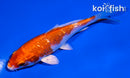 4" GINRIN HARIWAKE